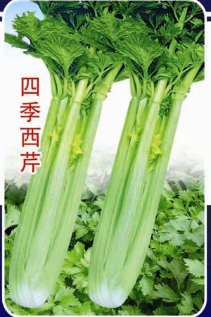 供应天津四季西芹