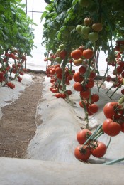 进口高抗TY病毒番茄种子-硬朗（法国）