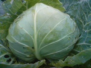 供应绿绣球45甘蓝种子