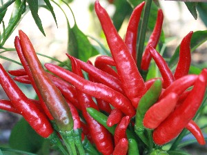 供应艳天朝天椒