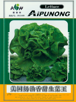 美国奶油香甜生菜王——叶菜类