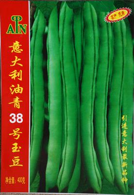 意大利38号油青玉豆——豆类
