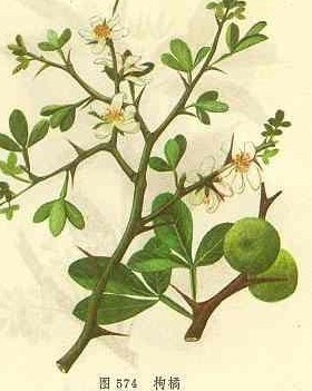 批发供应林木种子~合欢种子