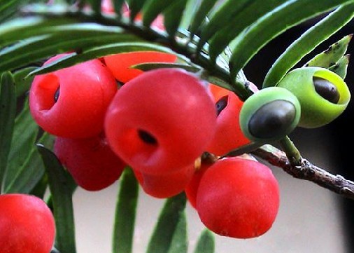 批发供应林木种子~桃种子