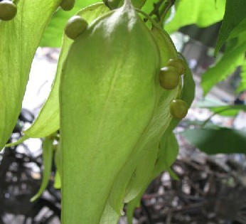 批发供应林木种子~青枫种子