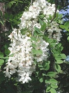 批发供应林木种子~黄山栾树种子