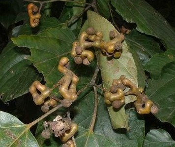 批发供应林木种子~油松种子