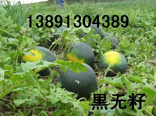 陕西黑无籽西瓜