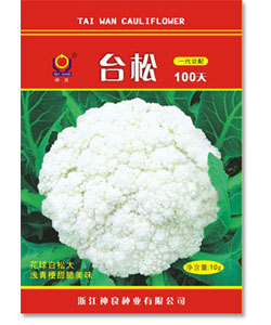 台松100天-青梗松花 