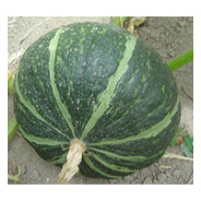 宝栗南瓜——南瓜种子