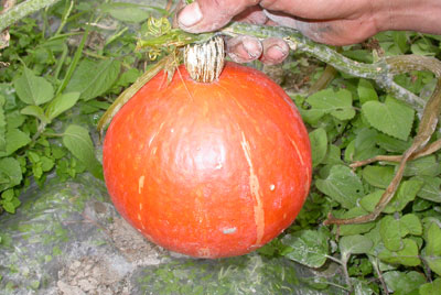 超级东升——南瓜种子