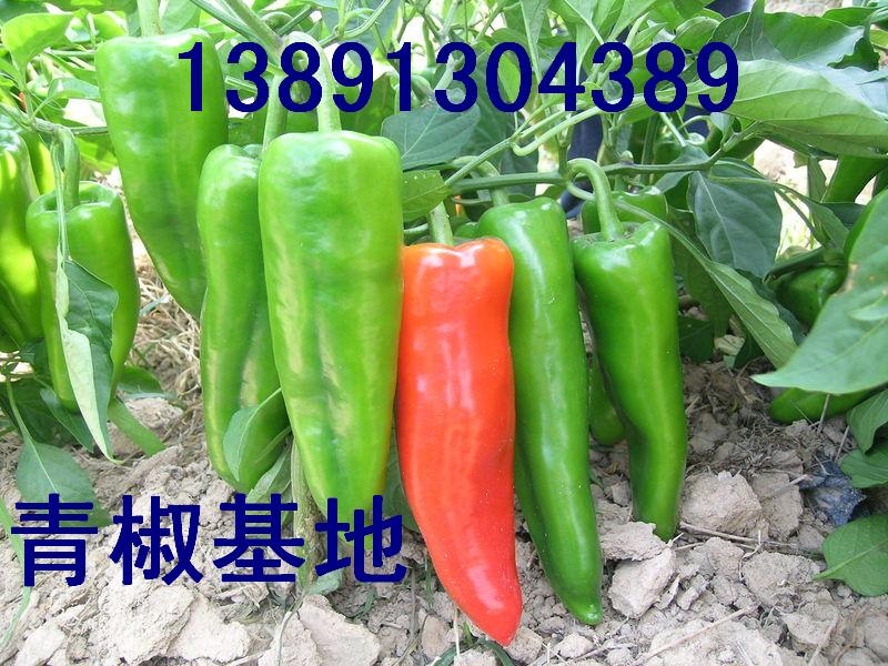 陕西辣子价格，辣子行情，辣子基地，辣子产地