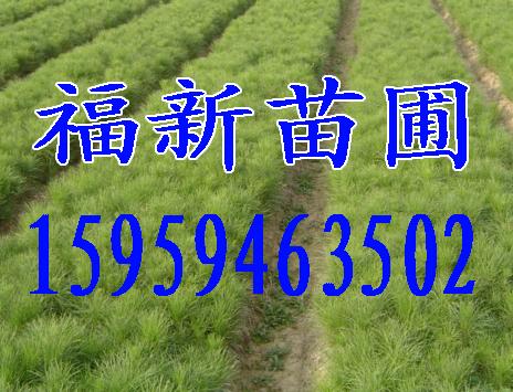 湿地松苗,木荷苗,红豆杉苗,光皮桦苗,香樟苗,无患子苗