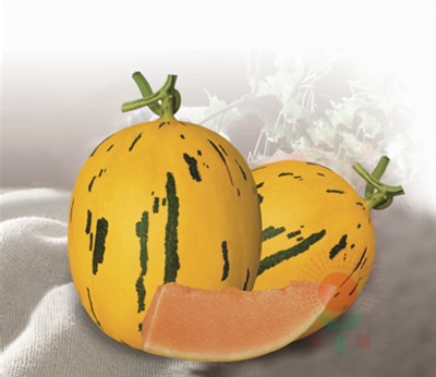 流星雨（黄皮红肉）