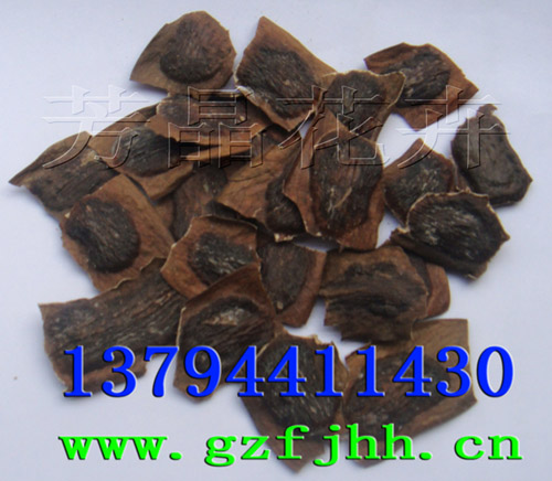 黄花梨种子,铁冬青种子,铁刀木种子,檀香种子,紫檀种子