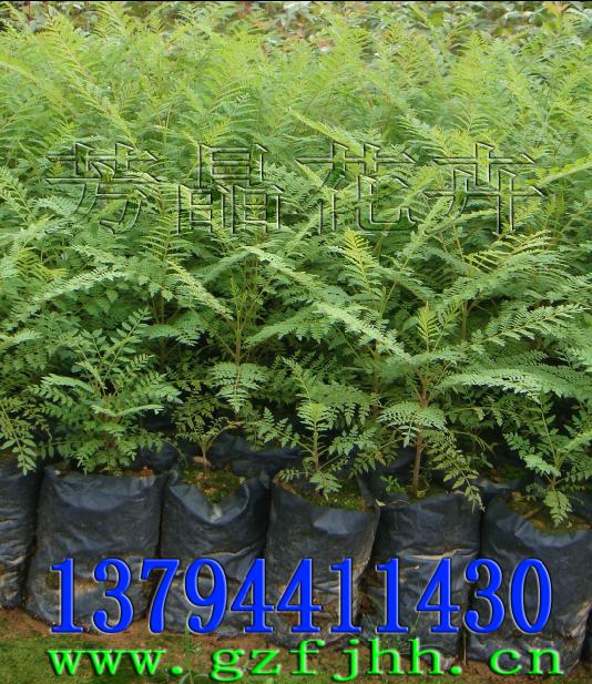 蓝花楹苗,香樟苗,黄槐苗,枫香苗,木荷苗,火力楠苗,发财树苗