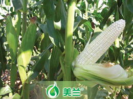 美玉（糯）11号