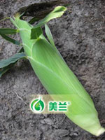 “美玉甜2018”超甜水果型玉米