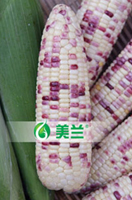 美玉（加甜糯）15号