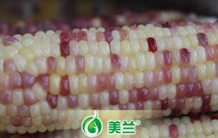 美玉（加甜糯）16号