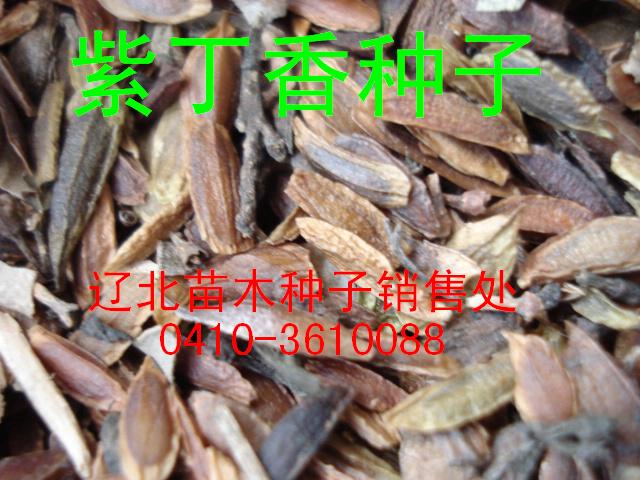 出售紫丁香种子、水腊种子等