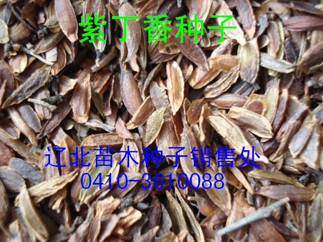 出售紫丁香种子、紫丁香小苗