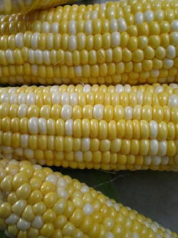 甜玉米种子 金银脆