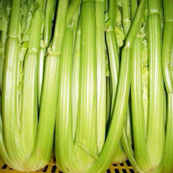 西芹种子——门特