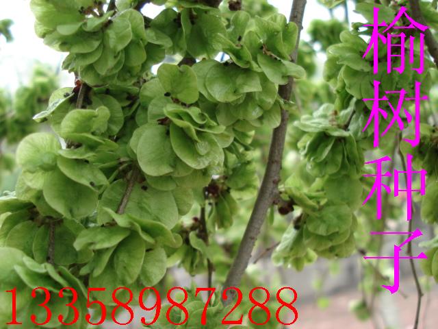 出售白榆种子、四季丁香小苗