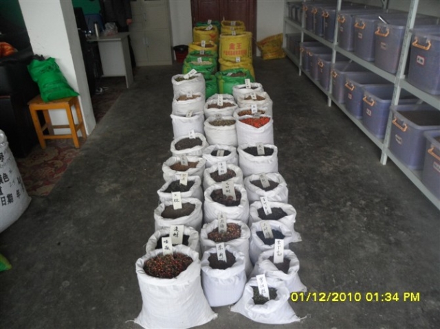 蓝花楹种子、罗汉松种子、红豆杉种子、红枫种子、金合欢种子、紫丁香种子、香樟种子、桂花种子、青枫种子、