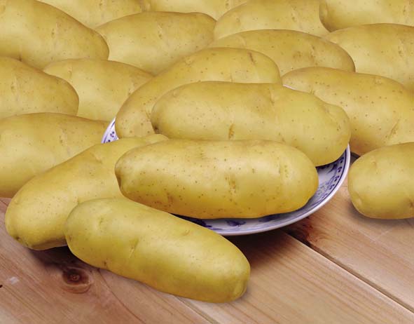 供应早熟高产马铃薯种子（土豆）