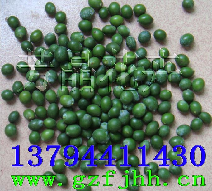 罗汉松种子,龙血树种子,桂花种子,竹柏种子,红豆杉种子,桤木种子,香樟种子,印度紫檀种子