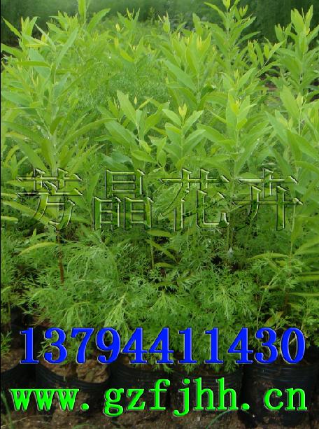 檀香苗,印度黄檀苗,檀香紫檀苗,小叶紫檀苗,红豆杉苗,竹柏苗