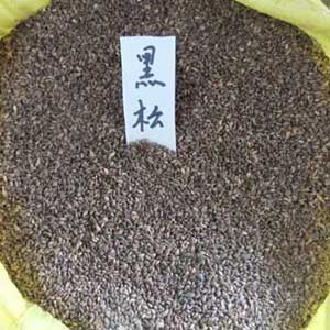 天鹅绒种子、四季青种子、早熟禾种子、高羊茅种子、黑麦草种子、 