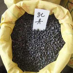 败酱种子、马蔺种子、白茅种子、紫菀种子、马莲种子、雏菊种子