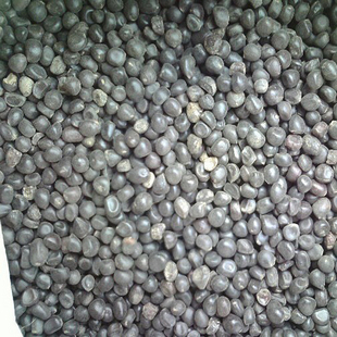 大叶樟种子 四叶草种子，二月兰种子、马棘种子、金鸡菊种子、紫茉莉种子、蓝花楹、红花楹.紫花地丁种子、