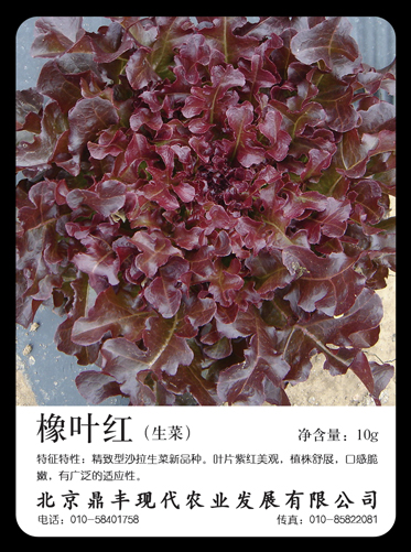 生菜种子-橡叶红