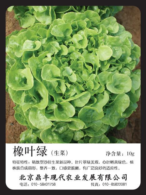 散叶生菜种子-橡叶绿