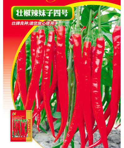 壮椒辣妹子四号