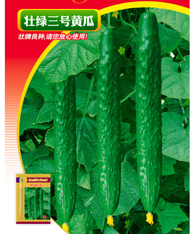 壮绿三号黄瓜
