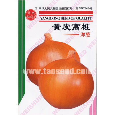 黄皮高桩洋葱