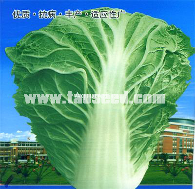 秦杂二号白菜