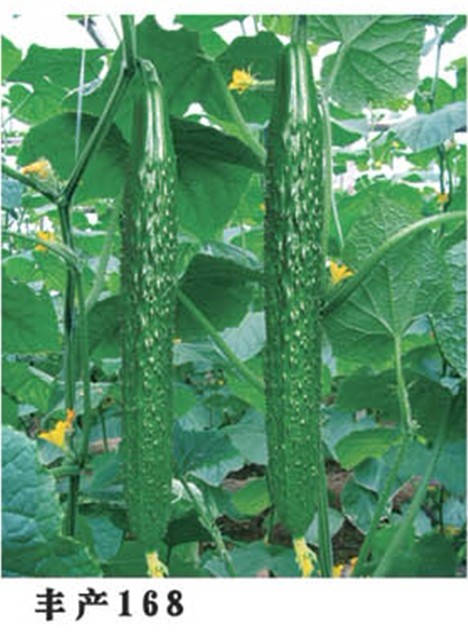 丰产168黄瓜