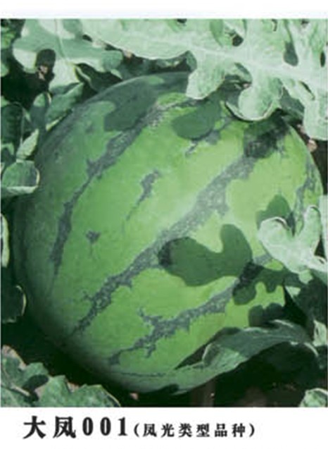 大凤001西瓜
