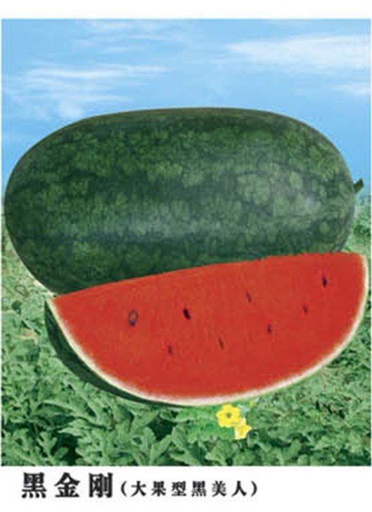 黑金刚西瓜