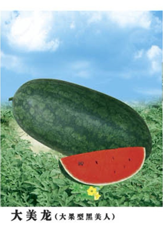 大美龙西瓜