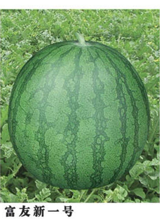 富友新一号西瓜