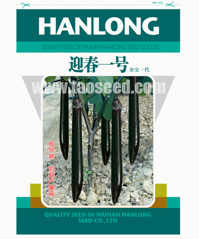 迎春一号茄子