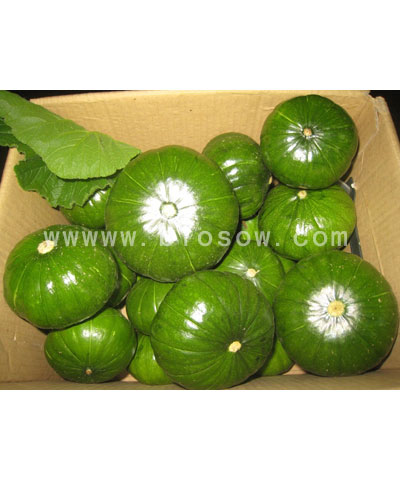 玊珍果（圆西葫芦）