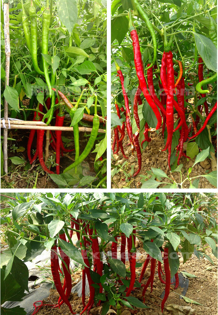 【湘研种业】湘辣十四号 -线椒种子 -辣椒种子